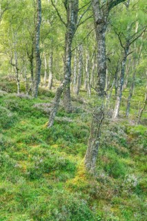 Birch forest
