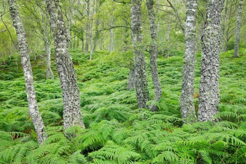 Birch forest