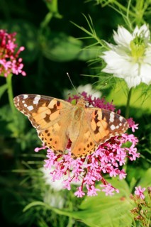 Painted lady