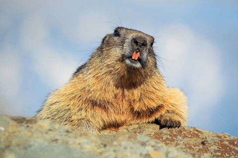 Alpine Marmot