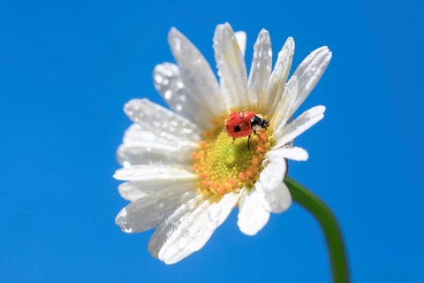 Ladybird on daisy