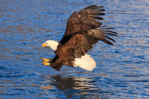 Bald Eagle
