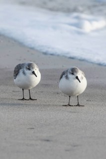 Sanderling