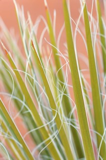 Yucca