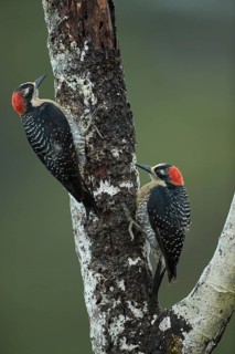 Two temporal spotted woodpeckers