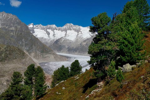 Aletsch Forest