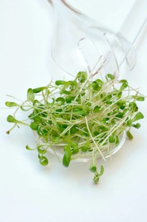 Garden cress