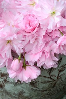 Japanese ornamentcherry