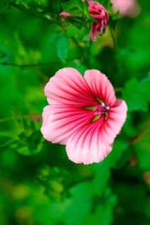 Mallow herb