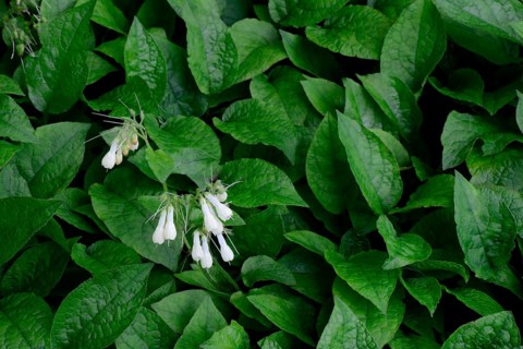 Symphytum grandiflorum