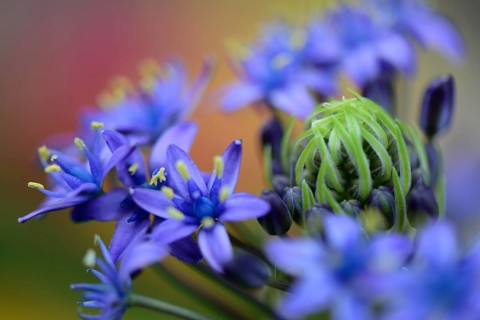 Peruvian Blue Star