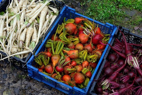Beetroot and root
