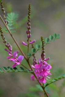 Indigo-Shrub