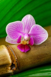 Orchid flower