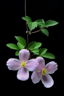 Mountain clematis Rubens