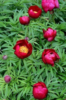 Peony