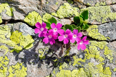 Stinking primrose