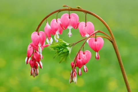 Bleeding Heart
