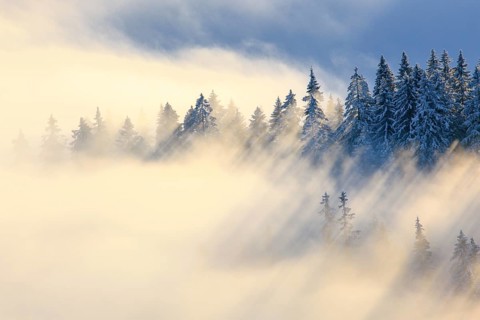 Snowy fir forest