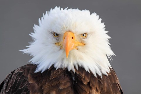 Bald eagle