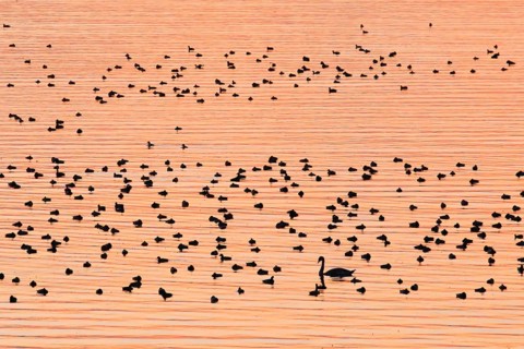 Congregation of waterfowl on Lake Zurich