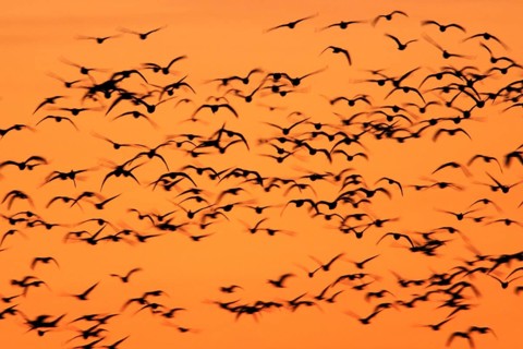 Snow goose