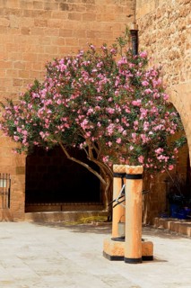 Nerium in the courtyard
