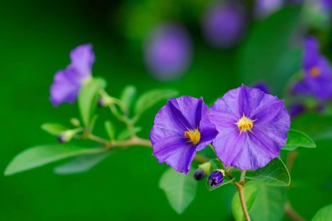 Blue Potato Bush