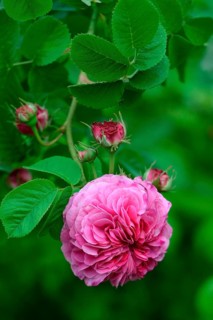 Damask rose