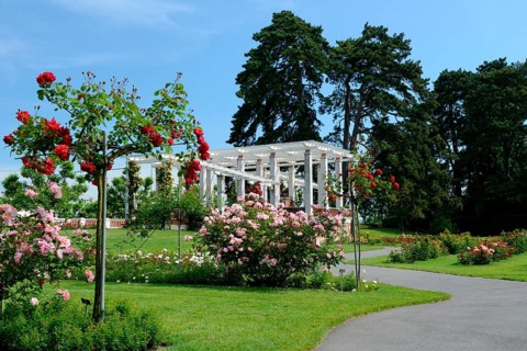 Rose Garden