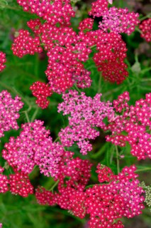 Yarrow