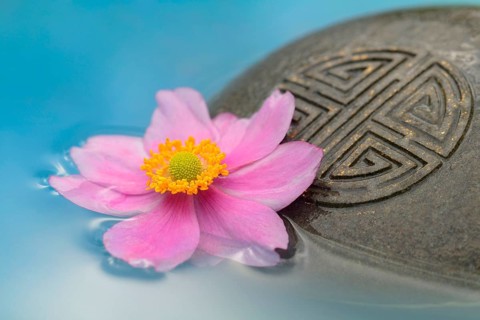 Autumn anemone