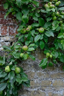 Apple tree