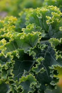 Kale