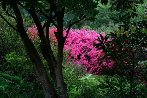 Flowering pink azaleas