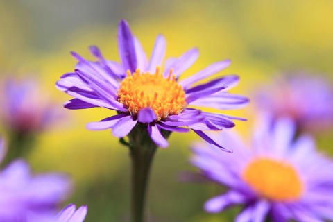 Alpine aster