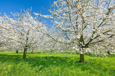 Cherry trees in spring