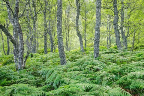 Birch forest