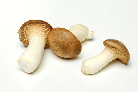 Brauner king trumpet mushroom