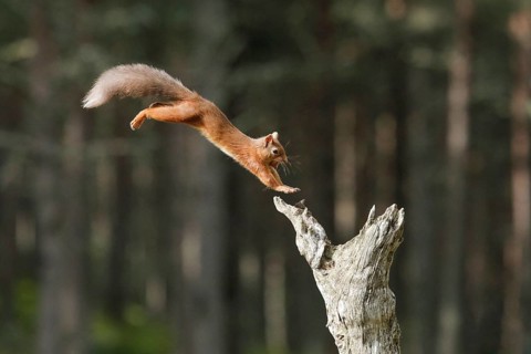 Red Squirrel