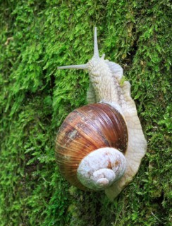 Burgundy snail