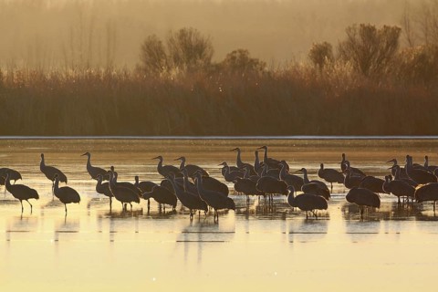 Sandhill crane