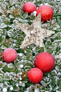 Natural outdoor Christmas decoration