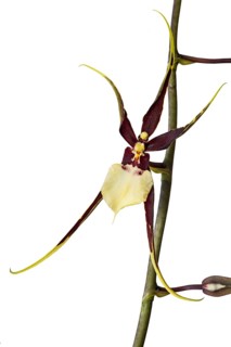 Orchid cultivar Brassidium Kenneth Bivin Santa Barbara