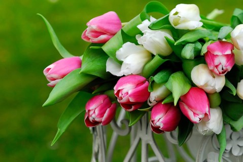 Ostrich tulips