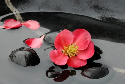 Chaenomeles japonica