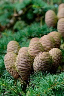 Lebanon cedar