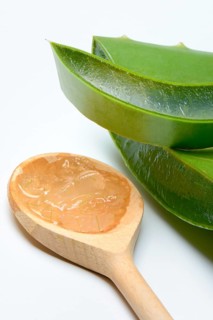 Aloe leaf discs and cut leaf