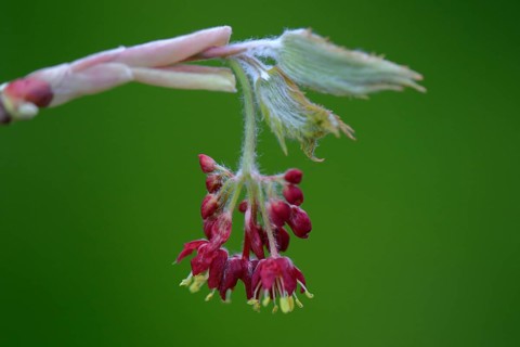 Flowers and leaf shoots