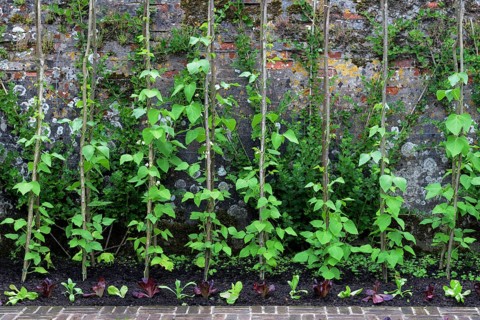 Runner beans in front of wall